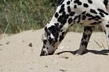 DALMATIEN 324